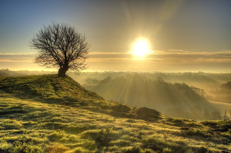 Now, a lone tree stands atop a grassy hill.