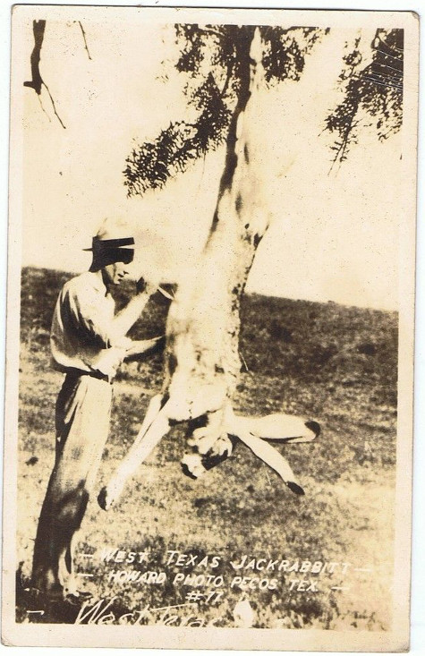 An old photo of a man field dressing a deer.