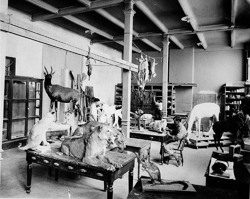 Teddy Theodore Roosevelt taxidermy trophy room.